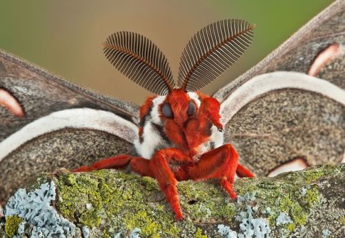 gallusrostromegalus - end0skeletal - Cecropia moth (Hyalophora...