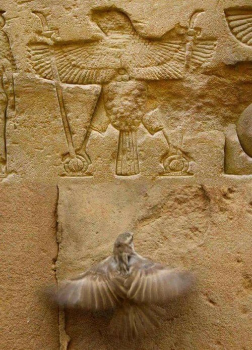 theministry-hasfallen - grandegyptianmuseum - Relief from the...