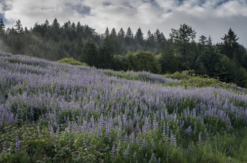 90377:Lupine Dawn by The Northcoast...