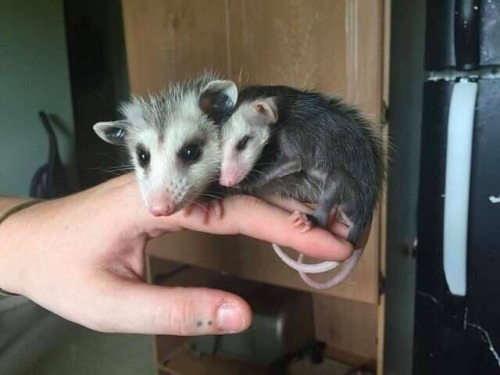 Today’s Possum of the Day has been brought to you by: Sisterly...