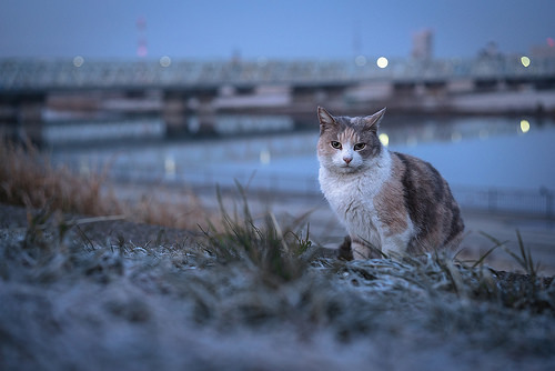 only-cats-photos:frosty morning http://ift.tt/2HHwSbL - Follow...