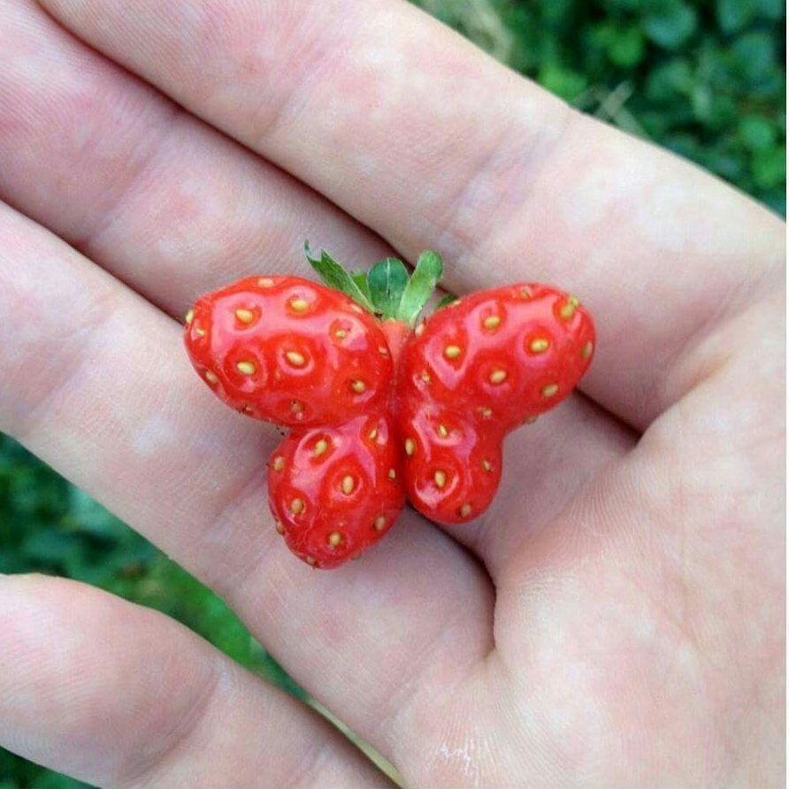 strawberry butterfly...