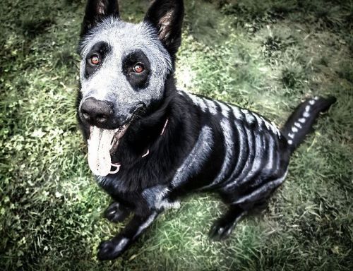 prettiestcaptain - undeceased - German Shepherd Dog painted in...