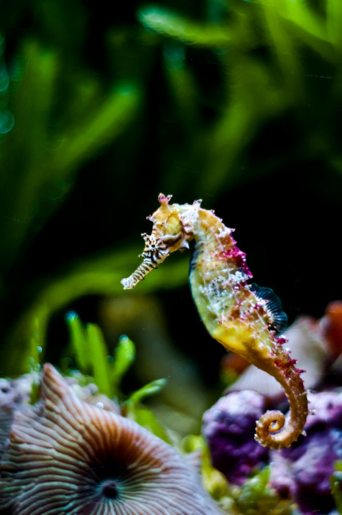 innerbohemienne - Barbour’s seahorse (Hippocampus barbouri) ~...