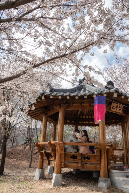 rjkoehler - Cherry blossoms on Ansan Mountain, Seodaemun.