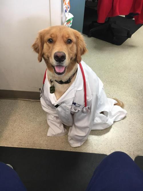 doggopupperforpres - Dr. Dog at your service