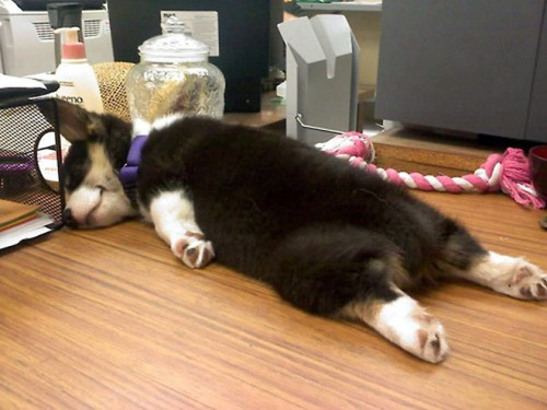 pr1nceshawn - Dogs can fall asleep anywhere.