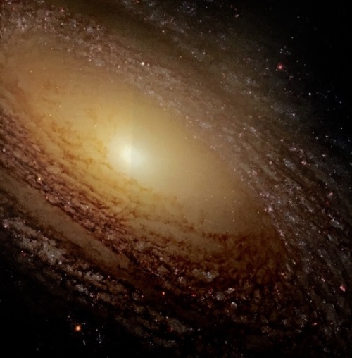 traverse-our-universe - NGC 2841 is a striking spiral galaxy...