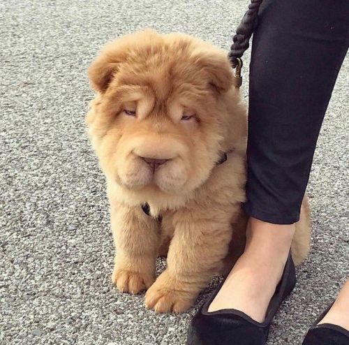babyanimalgifs - Is this a bear?!I think its a lion ?