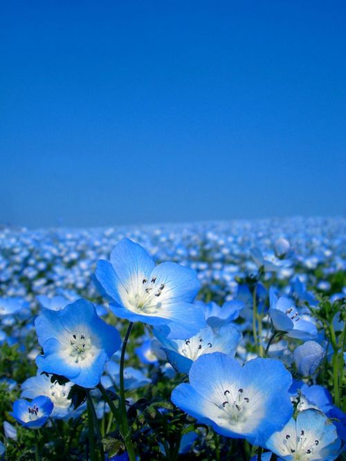 odditiesoflife - Dreams in BlueEach year these blossoming blue...