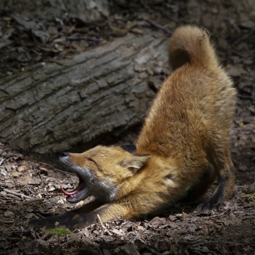 everythingfox - Watch out for ferocious predators while out in...