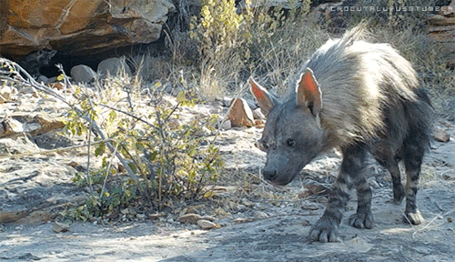 typhlonectes - crocutalupus - xBrown hyena (Hyaena...