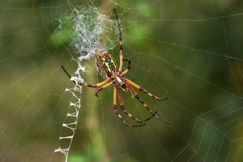 lawrencejeffersonphotography - Yellow garden spider from...
