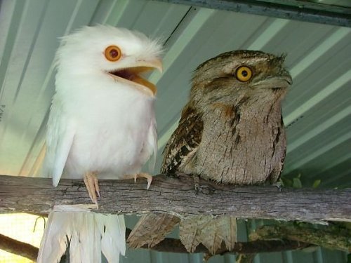 watery-trash-dragon - theseavoices - TAWNY FROGMOUTHS EXIST I...