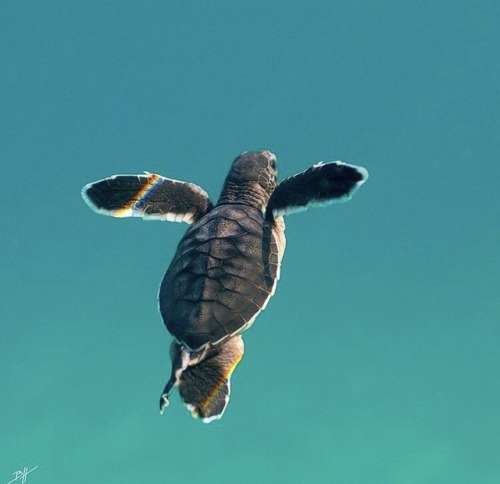 eklipso - animals-lovers - (Source)I love turtles