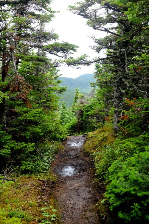 pedrodynomite:Maine Appalachian Trail.