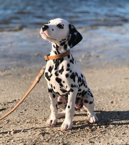 babydogdoo:My dog loves the beach