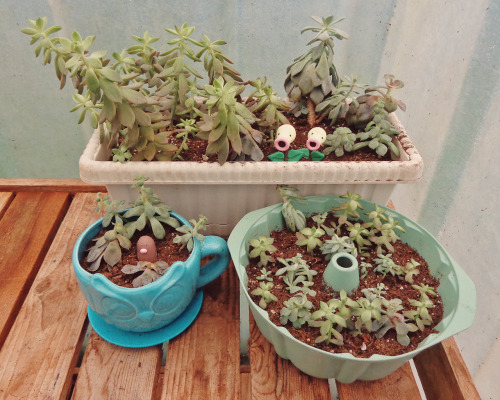 bakingvintage - My succulents went outside today! I would have...