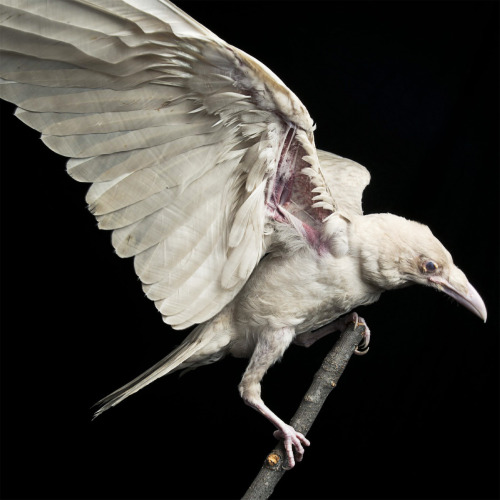 woahdudenode - Pearl, a rare albino raven.