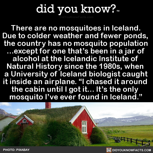 there-are-no-mosquitoes-in-iceland-due-to-colder