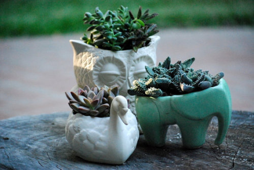 lesstalkmoreillustration - Handmade ceramic Elephant Succulent...