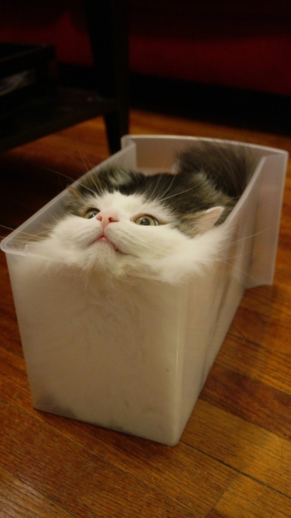 cutecornflakes:UPDATE: Feline continues to seek fully liquid...