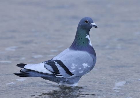 smallest-feeblest-boggart - todaysbird - pigeon misconceptions“pigeons are ugly!”“pige