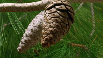 sixpenceee:
“ When its dry outside, pine cones open up to dispense their seeds.
(Source)
”