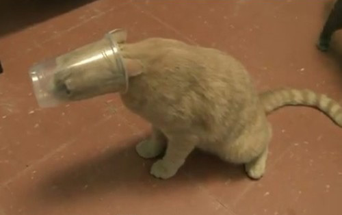the-absolute-best-gifs - Cats Stuck in Things