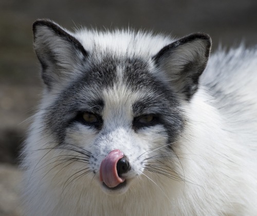 vixyish - boredpanda - The Most Beautiful Fox Species In The...