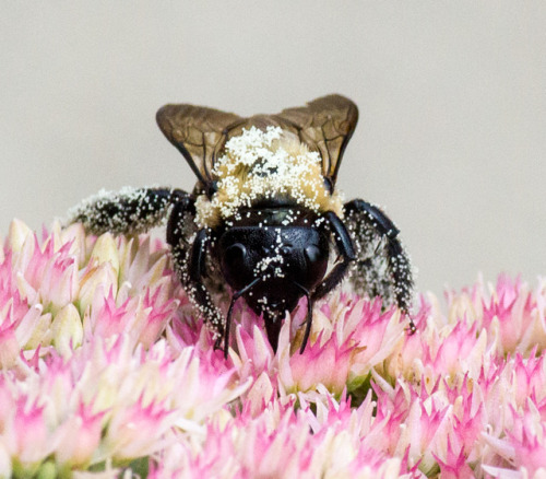 jmg-photography:Carpenter Bee covered in pollen (Xylocopa)