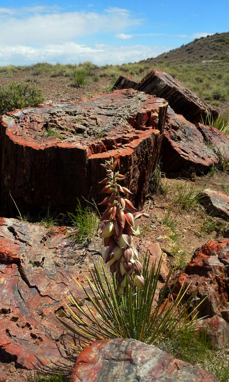 petrifiedforestnp - Narrowleaf Yucca (Yucca angustissima) has a...