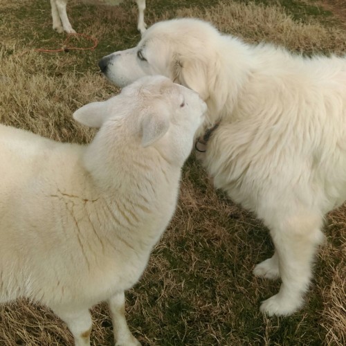 laurelhach:Athena got a kiss on the ear and everybody else...