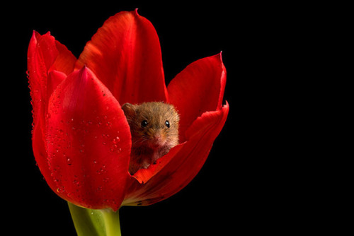 boredpanda:Photographer Tiptoes Through The Tulips To Shoot...