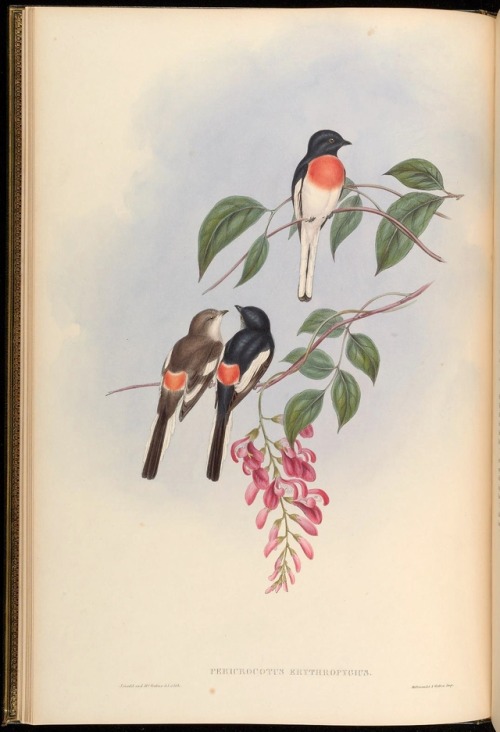 wapiti3 - Birds of AsiaBy Gould, John, 1804-1881  Sharpe,...