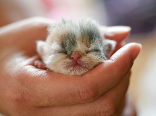 kittehkats - Kittens Sleeping in Peoples HandsToo cute for...