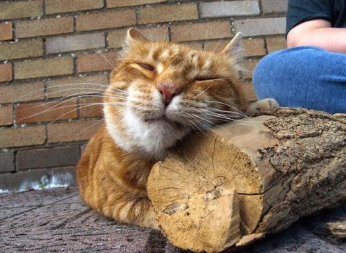catsbeaversandducks - Baldrick loves his pet log.Photos by Life...