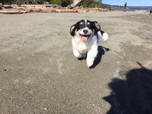 babyanimalgifs - pups first trip to the beach