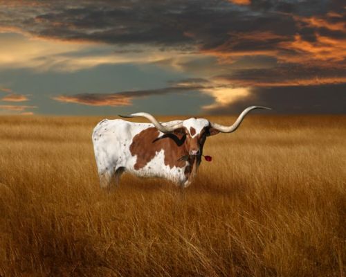 restless-spirit - Ferdinand the longhorn steer, complete with...