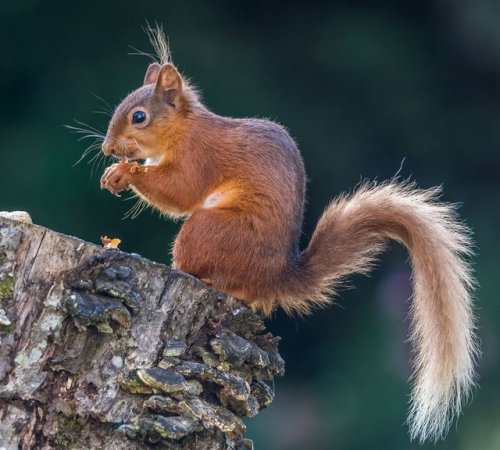 pagewoman - Red Squirrel, Lake District, Cumbria, Englandby...