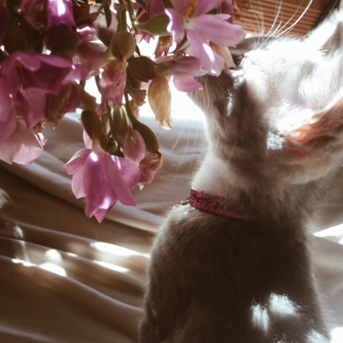 browngirlaestheticc:Clementine smelling flowers for the first...