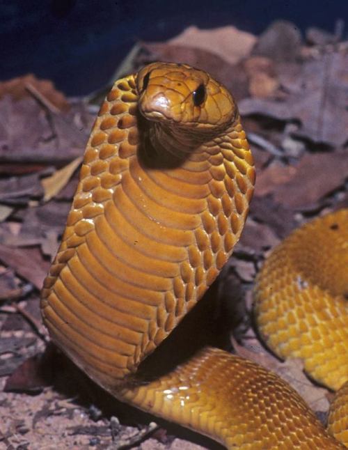 typhlonectes - Cape Cobra (Naja nivea), yellow form, family...