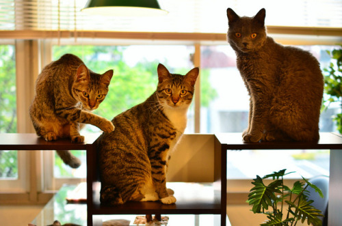 89cats - cats by NEKOFighter on Flickr.