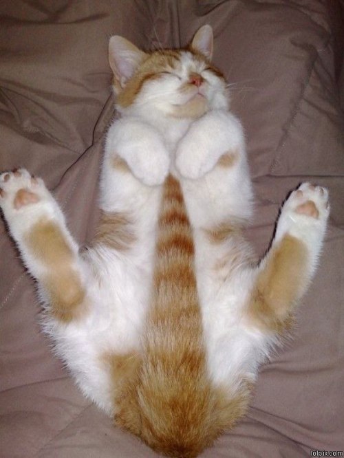 wilwheaton:esunamorreal:This is why I love cats.Every single...