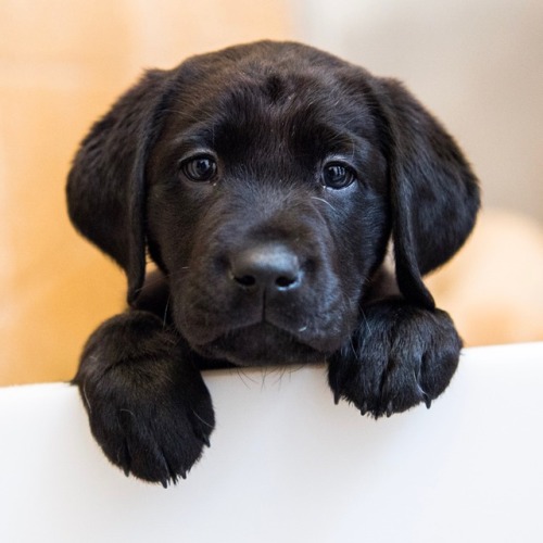 thedogist - Puppies at the Guide Dog Foundation & America’s...