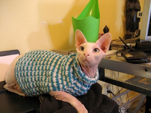 pineapplemachine - pineapplemachine - Psa!Wtf is wrong with people who dont like hairless cats....