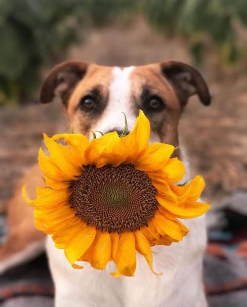 younghuarache:aww-so-pretty:Dogs and sunflowers @jirasoles...