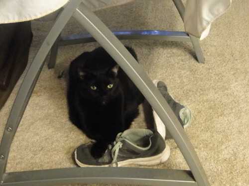 mostlycatsmostly - Purrsia, guardian of shoes.(submitted by...