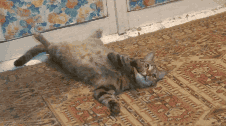 surprisedcat - Twinkle toes