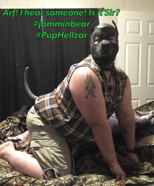 pup-chiaro - jamminbear - Whoops I tore the bed apart!Puppy...